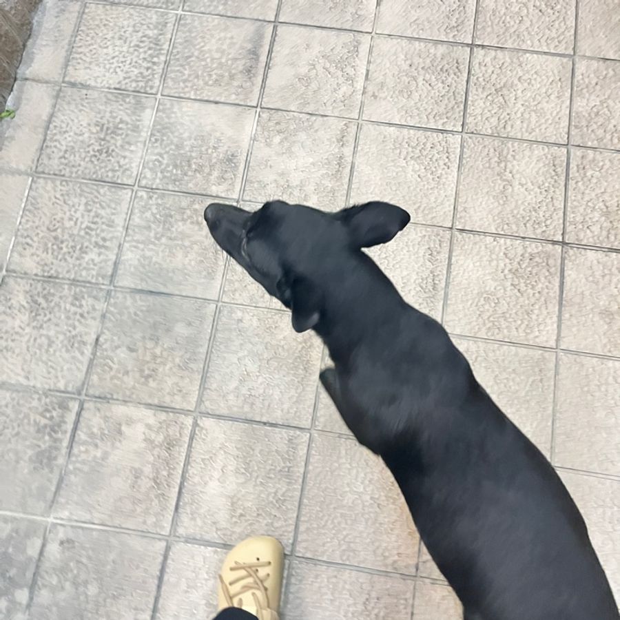 小ck 石頭紋蝴蝶框墨鏡-8